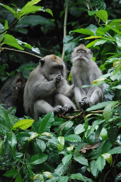 Spa for monkeys — Stock Photo, Image