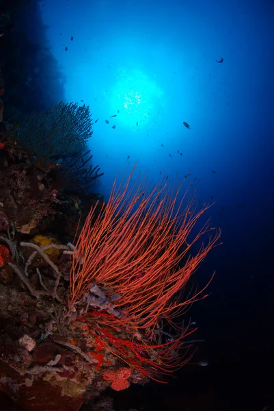 Bali corals — Stock Photo, Image