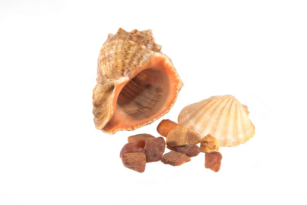 Deniz kabukları ve amber