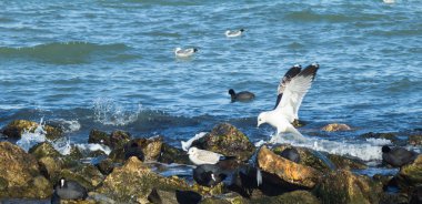 ördek, deniz martı ve kayalık deniz kıyısında güvercinler