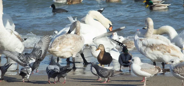 kuğular, ördek, deniz martı ve deniz kıyısında güvercinler