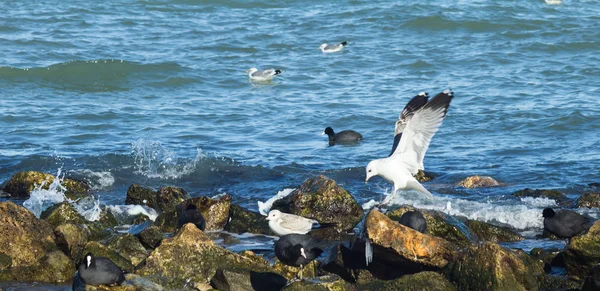 ördek, deniz martı ve kayalık deniz kıyısında güvercinler