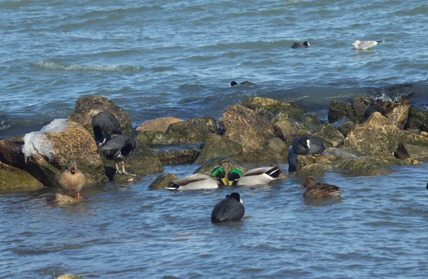 ördek, deniz martı ve kayalık deniz kıyısında güvercinler