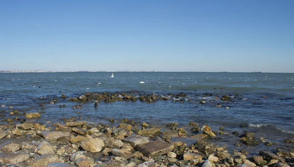 ördekler ile deniz manzara