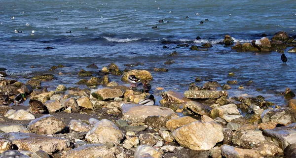 Ördekler ile deniz landsacpe — Stok fotoğraf