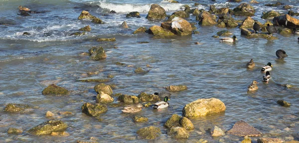 ördekler ile deniz manzara