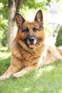 Alman çoban köpeği çimlerin üzerinde yatıyor.