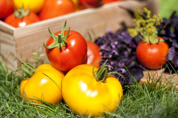 La cosecha de tomates rojos y amarillos — Foto de Stock