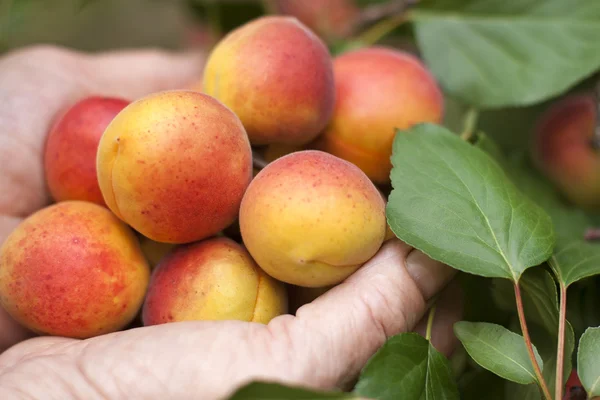 Rijp abrikozen in handen van de landbouwer — Stockfoto