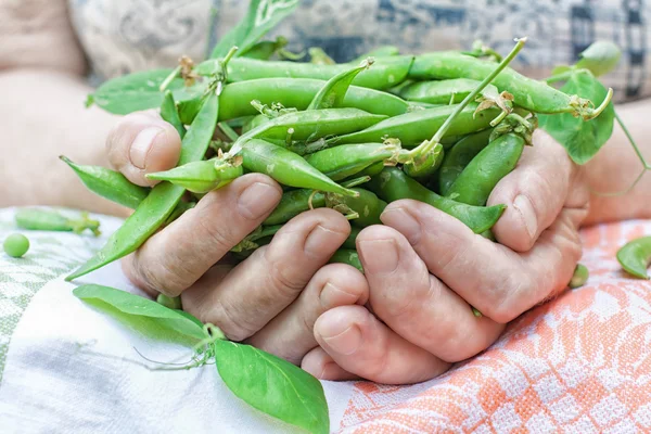 Gröna ärtor i händer — Stockfoto