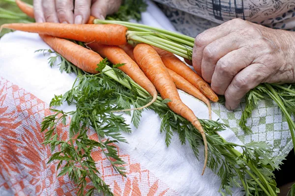 Морковь в руках фермеров — стоковое фото
