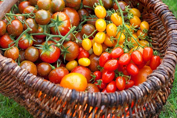 Tomates coloridos — Foto de Stock