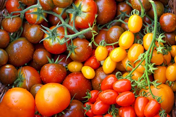 Tomates coloridos en la cesta — Foto de Stock