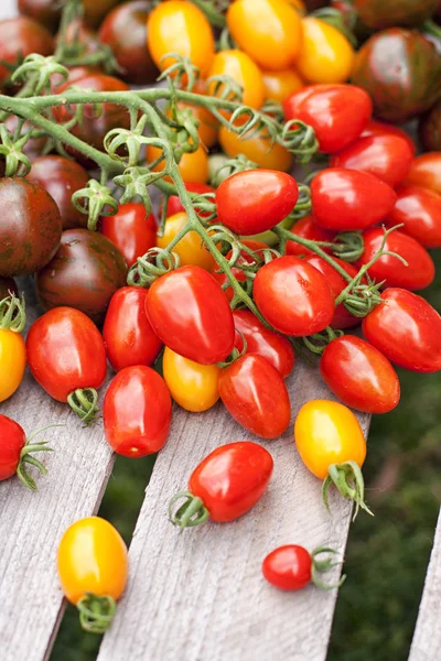 Diferentes tomates cereza — Foto de Stock