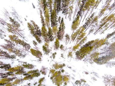Bir kış ormanının insansız hava aracı tarafından ele geçirilmesi