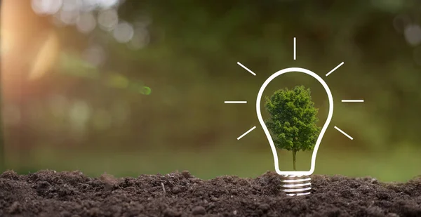 Toprakta küçük bir bitki ve güneş ışığı olan bir ampul. doğada enerji tasarrufu kavramı