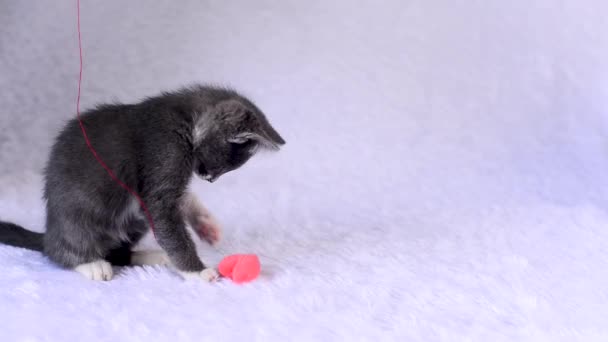 Pequeno gatinho cinza-branco está se divertindo jogando com brinquedo coração macio de pelúcia na corda em um fundo branco. Jogos em casa de gatos no Dia dos Namorados. Bonitos bichinhos brincalhões. O estilo de vida dos animais. — Vídeo de Stock