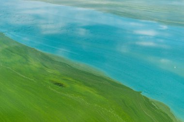 Çiçek açan mavi-yeşil algler ile su kirliliği - siyanobakteri dünya çevresel sorunudur. Su vücutları, nehirler ve zararlı alg çiçekleri olan göller. Kirlenmiş doğa ekolojisi kavramı.