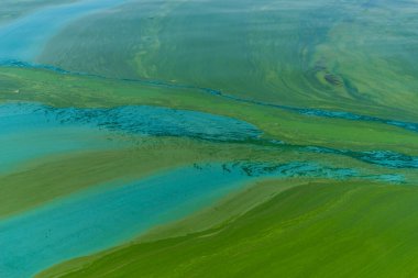 Çiçek açan mavi-yeşil algler ile su kirliliği - siyanobakteri dünya çevresel sorunudur. Su vücutları, nehirler ve zararlı alg çiçekleri olan göller. Kirlenmiş doğa ekolojisi kavramı.