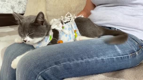 O pisică domestică bolnavă doarme după o intervenție chirurgicală pe mâinile unui proprietar și își flutură coada. bandaj postoperator. Îngrijirea unui animal de companie după o operație cavitară. Castrare, sterilizare. — Videoclip de stoc