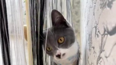 Namlu yakın plan. Ameliyat sonrası bandajlı komik ev kedisi kamera lenslerini kokluyor ve perdenin arkasına saklanıyor. Ameliyat sonrası pansuman. Hadım etme, kısırlaştırma. Hayvanların restorasyonu.