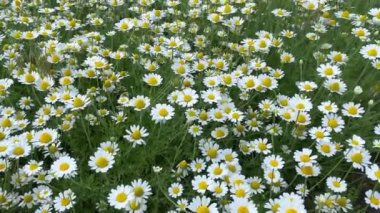 Çayırda yetişen papatya çiçekleri, yeşil çimen arka planında beyaz papatya. Oxeye papatya, Leucanthemum vulgare, Papatya, Dox-eye, Common papatya, Dog papatya, Bahçe konsepti.