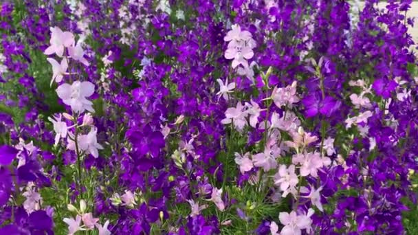 Glade de flores. Campo selvagem desabrochando delphiniums maneiras no vento. O gramado é coberto com um belo tapete de roxo, lilás e flores silvestres azuis. Close-up de um dia de verão — Vídeo de Stock