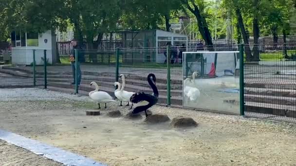 Beautiful black swan admires himself in reflection of a mirror in a city park. Nature reserve with animals in the city center. Russia, Rostov-on-Don, February 04, 2022 — Stock Video