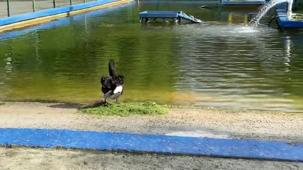 Piękny czarny łabędź pływa w sztucznym stawie. Park miejski w Rostov-on-Don. Rezerwat przyrody ze zwierzętami w centrum miasta. — Wideo stockowe