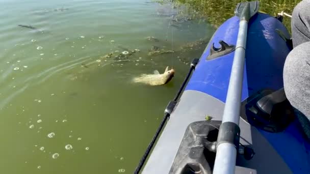 Pesca. El pescador afortunado pescó pescados en caña de pescar, la quitó del gancho y la pone en la red. El hombre disfruta de la captura sentado en bote de goma inflable en medio del río. Hombres ocio, recreación y pasatiempos. — Vídeos de Stock