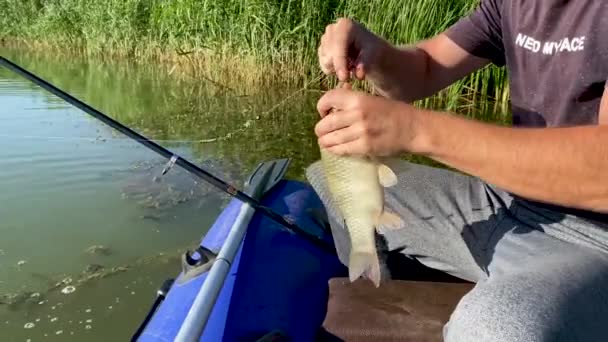 Pêche. Pêcheur chanceux attrapé du poisson sur la canne à pêche, l'a enlevé crochet et le met dans le filet. L'homme aime attraper assis dans un bateau en caoutchouc gonflable au milieu de la rivière. Hommes loisirs, loisirs et passe temps. — Video