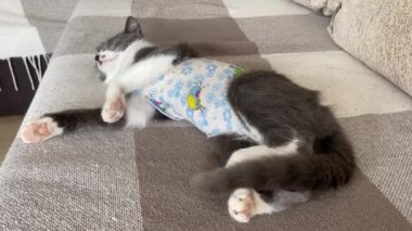 Hasta ev kedisi ameliyattan sonra evde uyuyor ve kuyruğunu sallıyor. Ameliyat sonrası bandaj. Bir havyar ameliyatından sonra evcil hayvan bakımı. Hadım etme, kısırlaştırma.