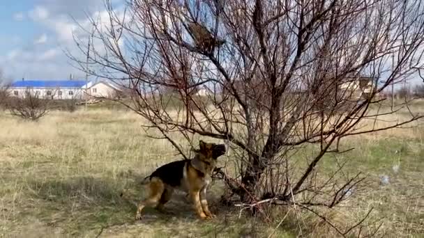 Conflito entre um cão e um gato. Grande pastor alemão salta alto e quer pegar um gato que está sentado em uma árvore. Gatos contra cães. Instinto natural de caçador. — Vídeo de Stock