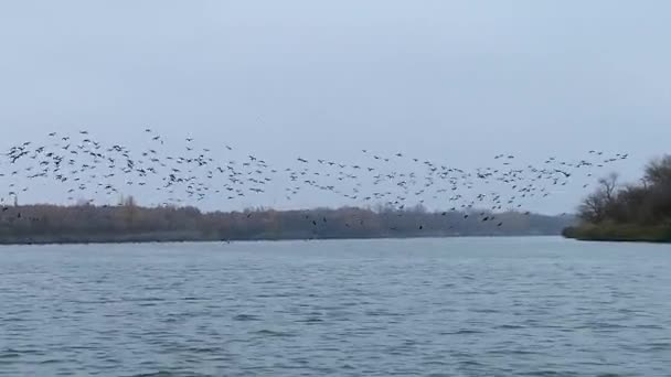 Aves migratorias sobre el río en un día nublado de otoño. Migración a climas más cálidos. Vista desde el agua. — Vídeos de Stock