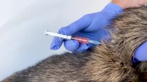 Vaksinasi hewan peliharaan. Veterinarian memberikan suntikan vaksin kepada anjing gembala Jerman menjadi kering. Close-up. Pencegahan rabies dan pengobatan hewan. — Stok Video