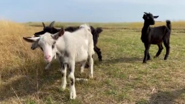 Dört küçük keçi çayırda otlar ve nehir kenarındaki çimenleri kemirir. Yaz günü hayvan sürüsü gezdiriyorum. Şehre yakın hayvan çiftliği..