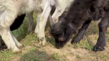 Dört küçük keçi çayırda otlar ve nehir kenarındaki çimenleri kemirir. Yaz günü hayvan sürüsü gezdiriyorum. Şehre yakın bir hayvan çiftliği. Namluya yakın çekim.