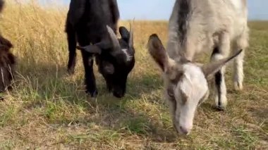 İki küçük keçi çayırda otlar ve nehir kenarında otlar kemirir. Yaz gününde hayvanları gezdirmek. Şehre yakın hayvan çiftliği..