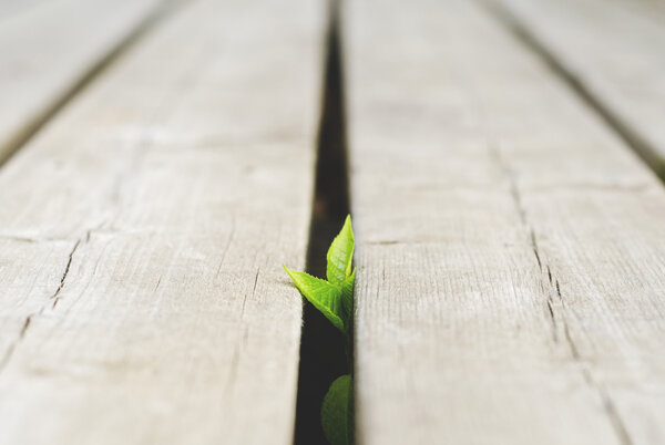 Маленькое растение, растущее через трещины
