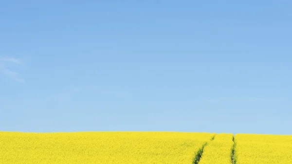 Campo de Canola — Fotografia de Stock