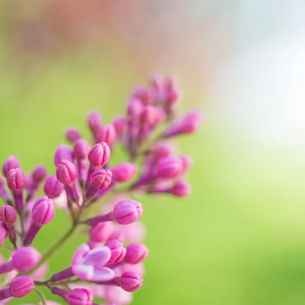 Blooming Lilacs — Stock Photo, Image