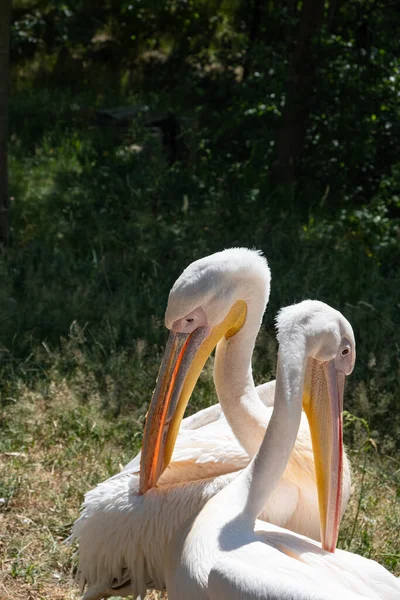 Two Pink Pelicans Close Zoological Garden Summer Day Pelecanus Onocrotalus — Stock Photo, Image