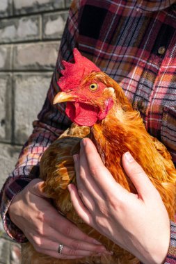 Bir çiftçinin elinde kahverengi bir tavuk. Organik kümes hayvancılığı kavramı.