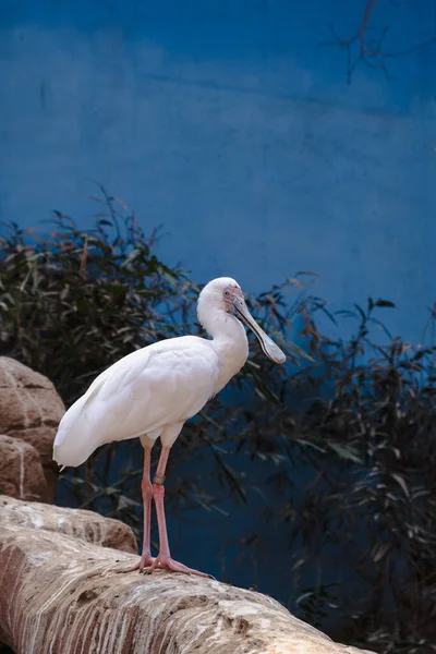 Adult African Spoonbill Stands Zoo Enclosure — Stock Photo, Image