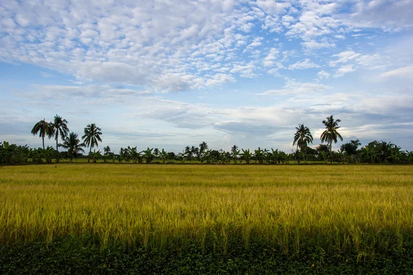 PADI fält, nakornpathom, thailand — Stockfoto