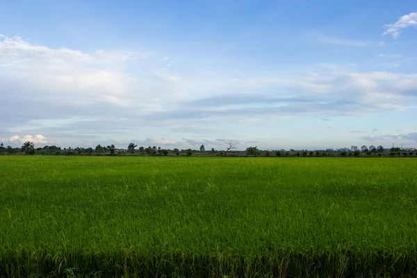 Ris fält grönt gräs i blå himlen moln mulet landskap bakgrunds — Stockfoto