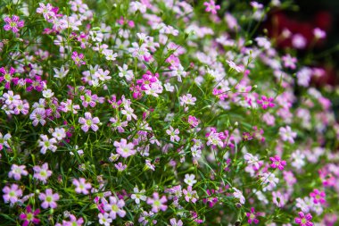 Closeup Gypsophila Blume