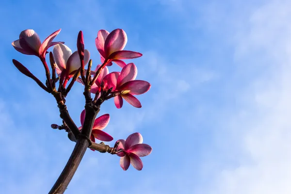 Mavi gökyüzü Plumeria çiçekler — Stok fotoğraf