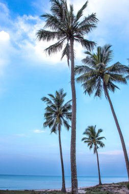 Kumsalda hindistan cevizi palmiyesi