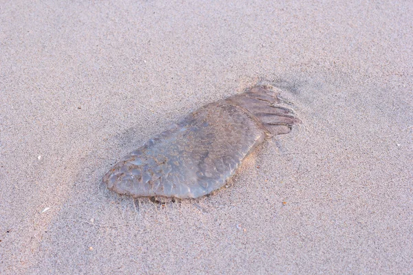 Медуза застряла на пляже — стоковое фото